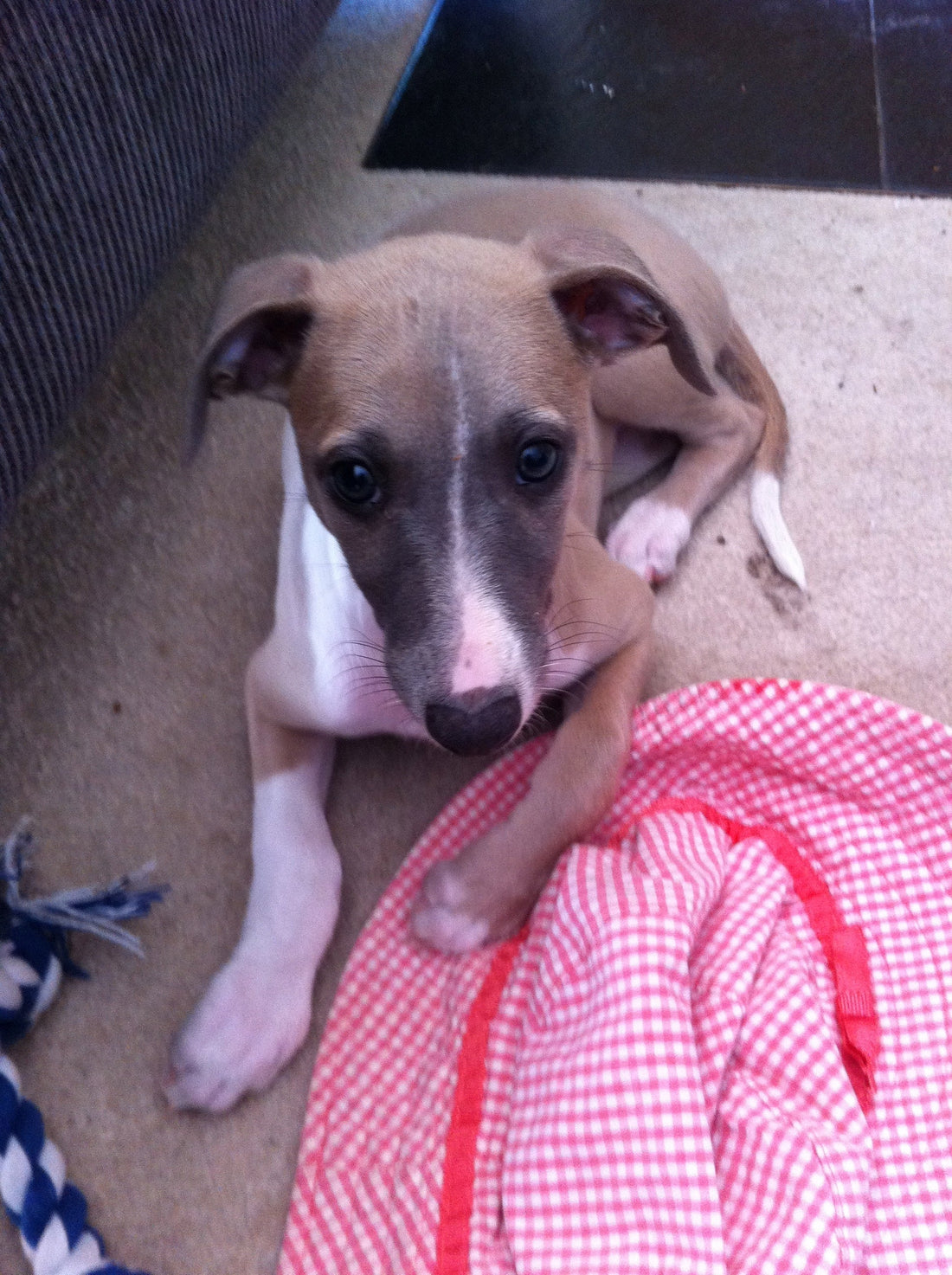 Meeting Myfi, the very first Whippety Whippet
