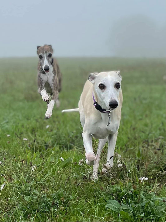 The world is better with Whippets