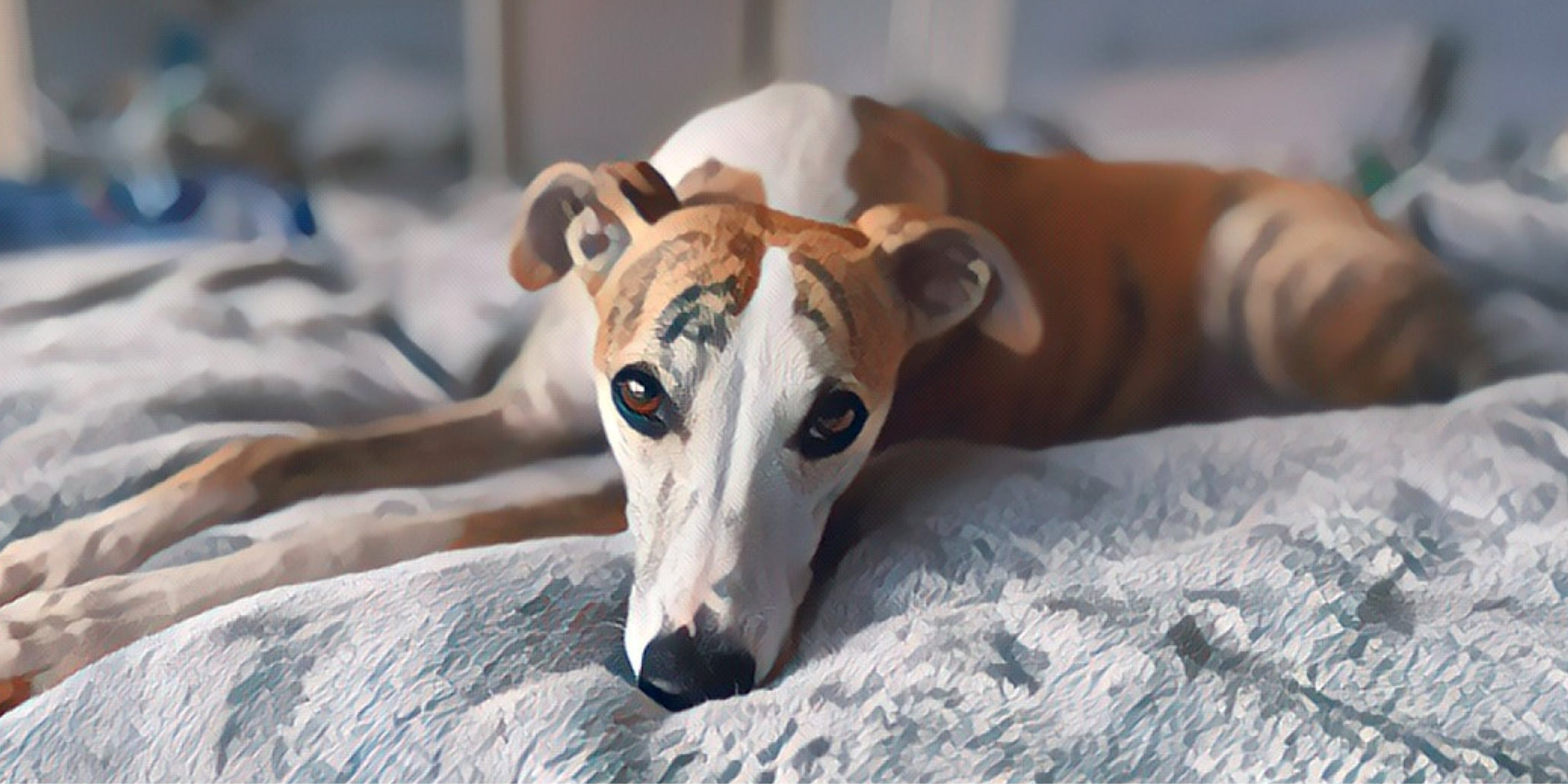 Whippety Calendars 2026