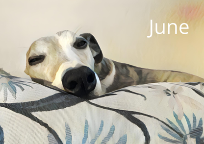 Whippety A4 Wall Calendar 2026