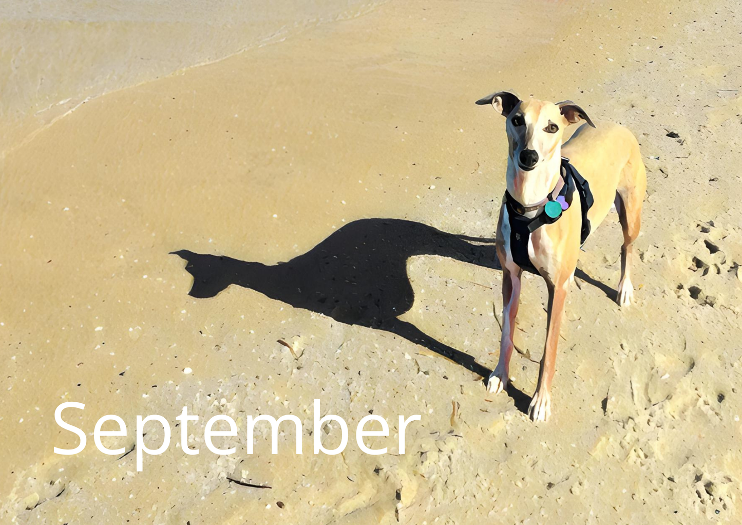 Whippety A4 Wall Calendar 2026