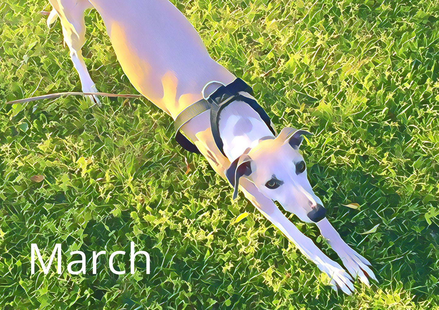 Whippety A4 Wall Calendar 2026