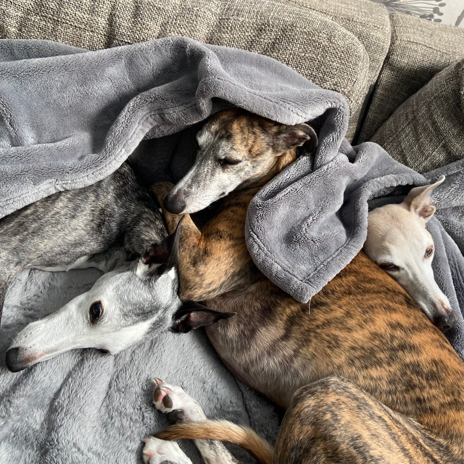 Three whippet dogs huddled together under a grey blanket on a couch