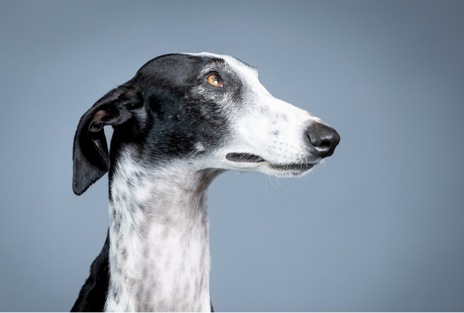 Profile of a black and white galgo dog against a grey background