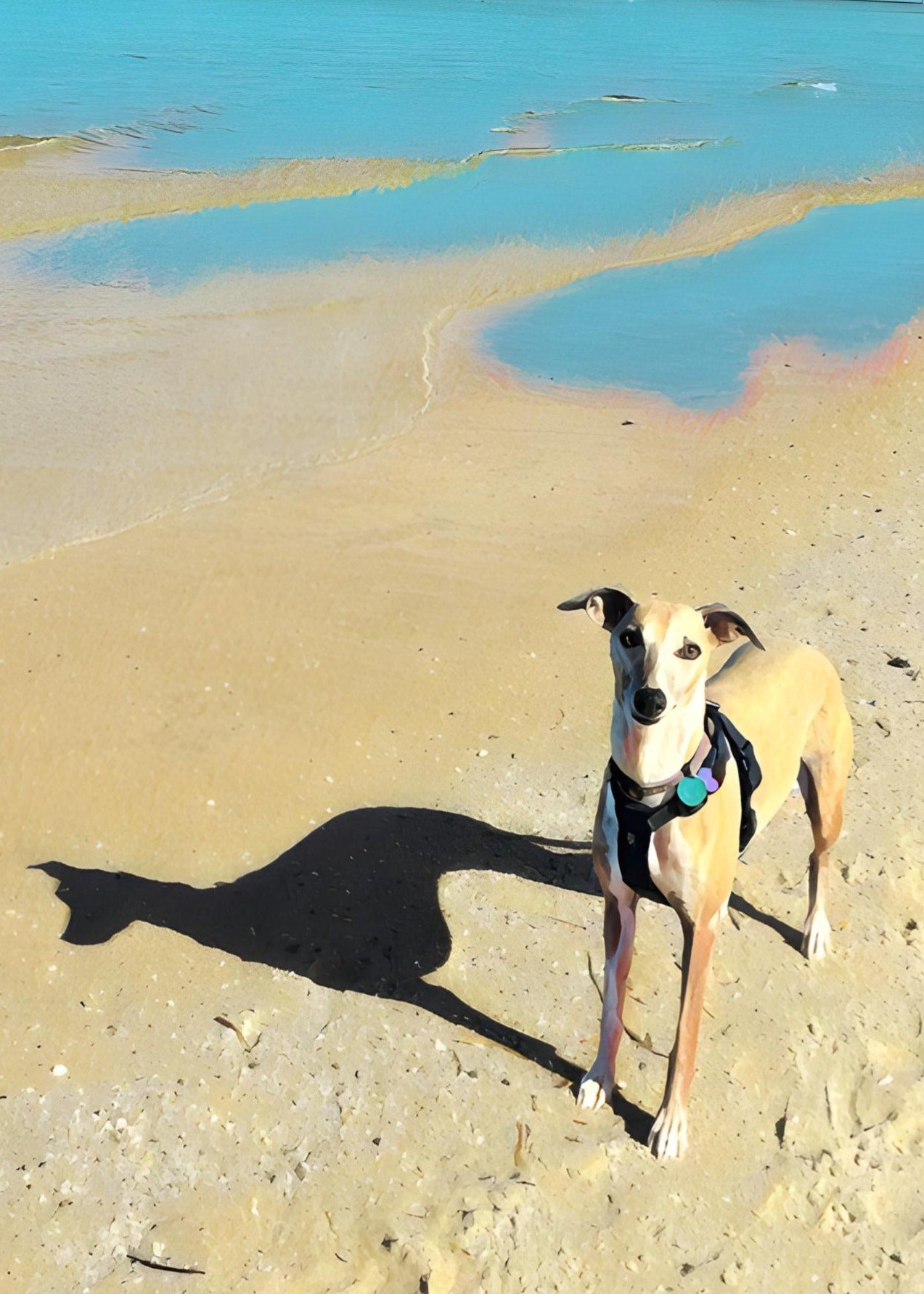 Whippet dog standing on a sandy beach with blue water in the background